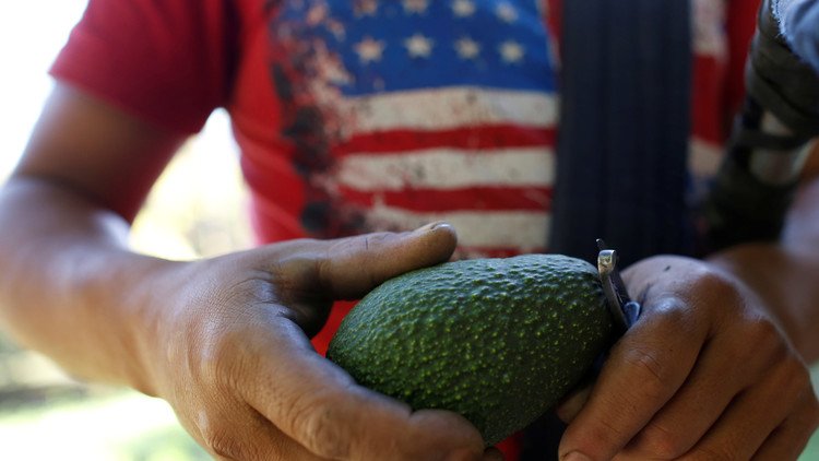 No todo es color verde: Las guerras de cárteles detrás del negocio del aguacate en México