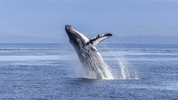 Detectan por primera vez en Argentina a un reclutador del juego 'la Ballena Azul'