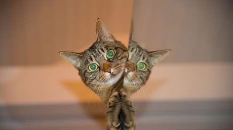 Científicos logran 'criar' un gato de Schrödinger