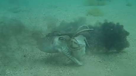Todo por los celos: Dos machos de sepia protagonizan una dramática pelea en el mar