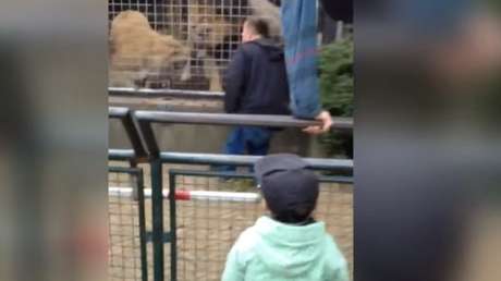 Un hombre ebrio se empeña en mantener un ‘cara a cara’ con los leones