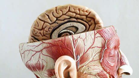 Las lesiones cerebrales podrían activar el fundamentalismo religioso