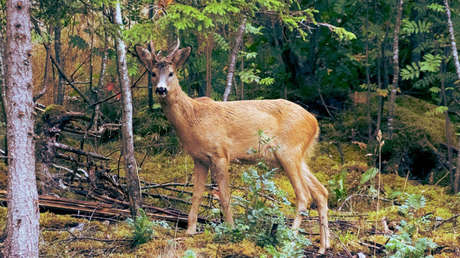 Nunca antes visto: captan a un ciervo comiendo restos humanos (FOTO)