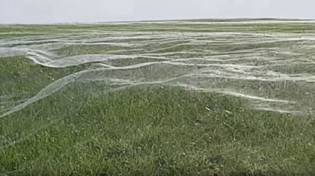 Paisaje fantasmagórico: no te podrás creer qué fue lo que creó este extraño 'velo' en un campo