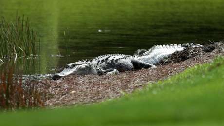 Una niña logra escapar de un caimán que la atacó con un simple método