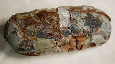 Aclaran el misterio del 'bebé dragón' 20 años después de su descubrimiento