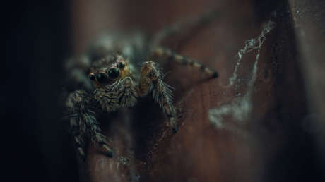 Así es "la madre de todas las arañas" encontrada en Australia (FOTO)