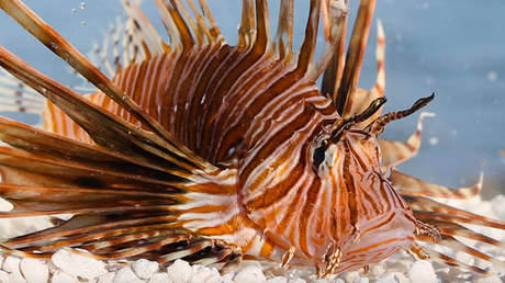 VIDEO FUERTE: Estas son las consecuencias de la picadura de un venenoso pez