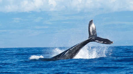 El creador del siniestro juego de 'La ballena azul' se declara culpable de incitación al suicidio