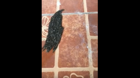 "¿Qué diablos es esto?": Un raro 'monstruo' genera sensación en la Red
