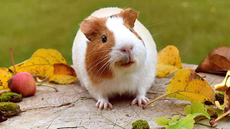 Video chocante: adolescente trata de cocinar a su conejillo de indias en un microondas