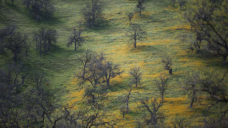 Descubren bosques "perdidos" en el planeta cuyo territorio es equivalente a la mitad de Brasil
