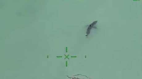 No se percataron que los acechaban 15 tiburones