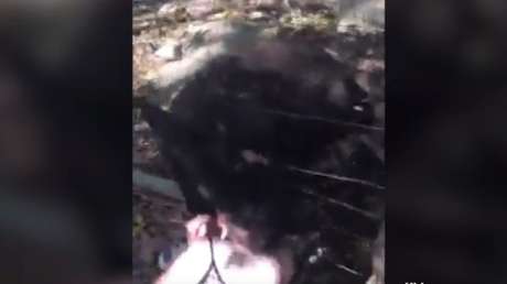 Un canguro ataca con violencia a una niña en un parque