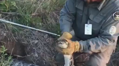 Cazan una monstruosa pitón en Florida