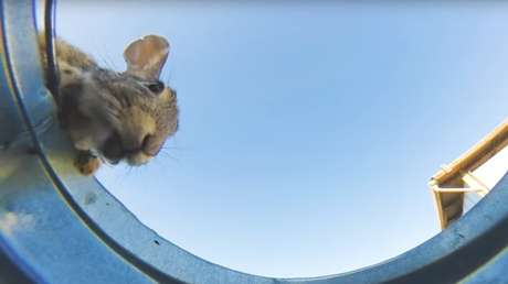 Deja una cámara en un cubo de agua en el desierto 'a ver qué pasa' y graba esto