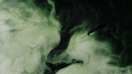 La Antártida se vuelve verde