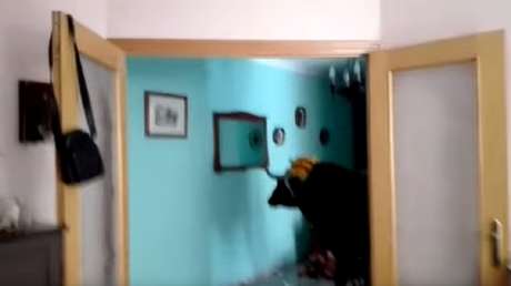 Un toro se cuela en una casa y desata el pánico dentro