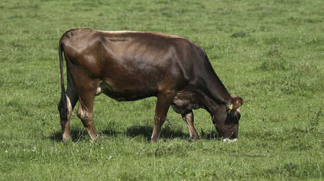 El caso de la vaca 'Margarita': ¿Por qué los catalanes recogen 180.000 firmas para salvarla?