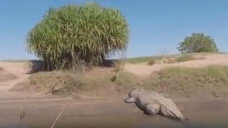 La imprudente idea de estos pescadores: acercarse a un enorme cocodrilo por la espalda