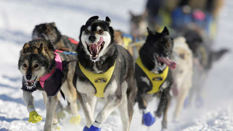 "Más que trineos con piel": Coca-Cola, criticada por patrocinar "cruel" evento canino