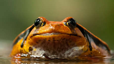 ¿Es esto posible? Un cazador expone una monstruosa rana toro de seis kilos (FOTO)