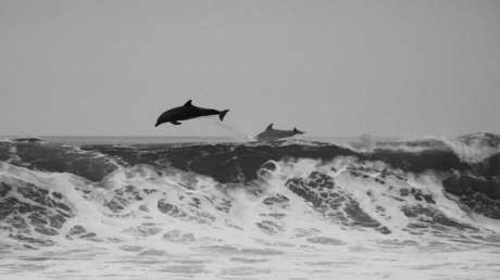 IMPACTANTES IMÁGENES: Jóvenes irlandeses bailan con un delfín muerto y lo tiran