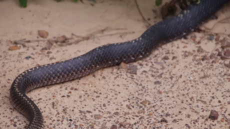 Encuentran a una serpiente y se dan cuenta de que tenía a alguien dentro (aún vivo)