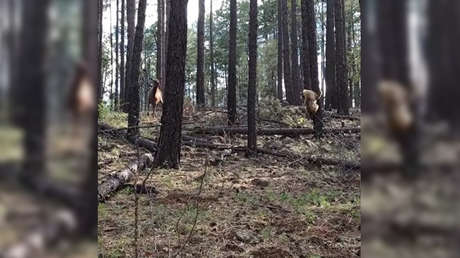 Una madre de alce ataca a un oso para salvar a su cría