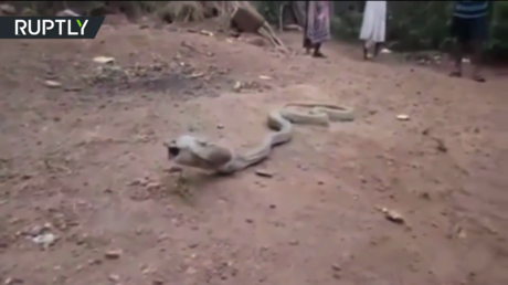 Una cobra regurgita una botella de plástico