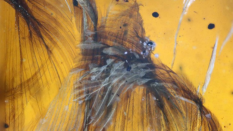 Fotos impresionantes: Hallan un polluelo de 99 millones de años perfectamente conservado en ámbar