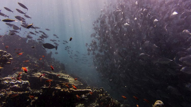 Hallan estos espeluznantes 'monstruos' en el fondo marino australiano (VIDEO)