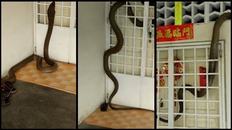 Dramático momento en que una cobra se mete a su casa… y no quiere salir