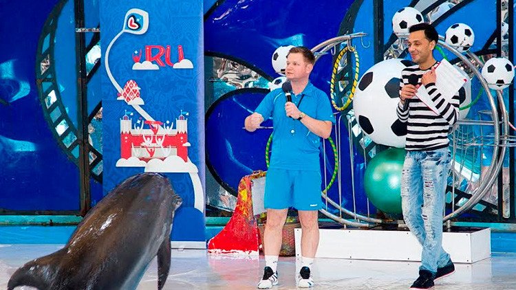 Video: Un delfín 'oráculo' vaticina qué equipos disputarán la final de la Copa Confederaciones