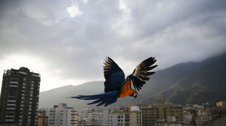 ¿Está acaso Venezuela al borde de una guerra civil?