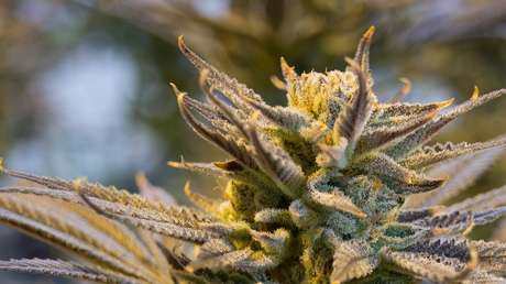 México: Detienen a traficantes con mochilas de comida de Uber repletas de marihuana (FOTO)