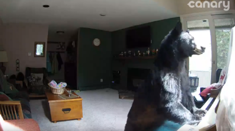 Solo faltó 'Masha': Un oso entra en una casa, toca el piano, roba comida y se va