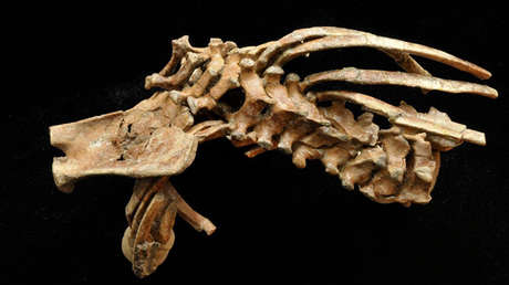 Misterios de la evolución humana: Un niño de 3,3 millones de años tiene mucho para decir (FOTO)