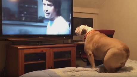Khaleesi, la bulldog que 'defiende' a las víctimas de las películas de miedo