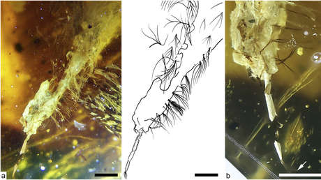 FOTOS: Descubren una cría de ave fosilizada en ámbar con casi 100 millones de años