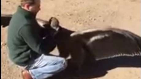La verdadera historia detrás del video viral de un cóndor que abraza a su salvador en Argentina