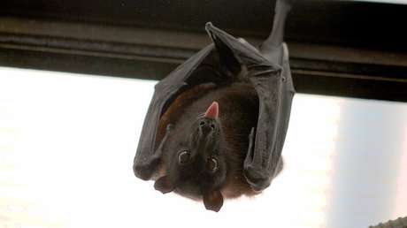 Revelan la principal causa de los mortales coronavirus