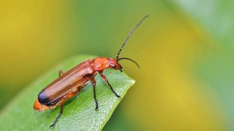 Un hongo convierte a unos escarabajos en 'zombis'