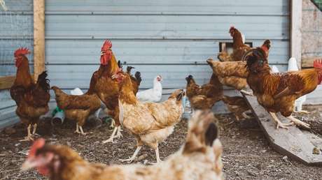 "Totalmente repugnante": Difunden videos del trato sádico sufrido por pollos en granjas de Canadá