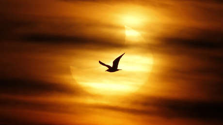 Se avecina 'el gran eclipse solar americano': El 'regalo' cósmico, visible para millones de personas