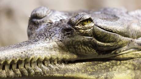 ¿Qué esconde esta fotografía? La Policía de Canadá asegura que no es lo que parece