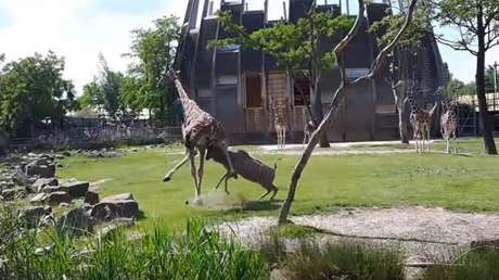 Un antílope ataca sin piedad a una jirafa