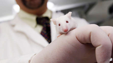 Un estudio podría ser el avance definitivo hacia el primer trasplante de cabeza de la historia