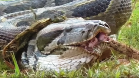 Campesinos indios atrapan una pitón de 4,5 metros que se había tragado una cabra