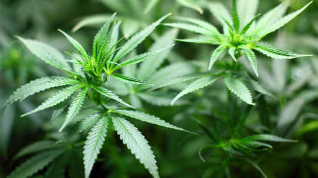 Esta universidad latinoamericana abrirá un curso de cultivo de marihuana